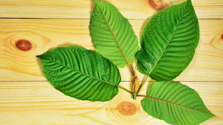 Exploring Green Kratom’s Impact on Mental Health in the Healthcare Sector